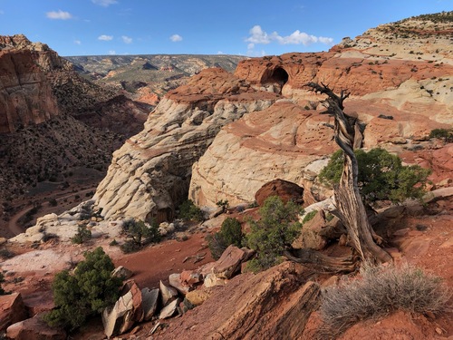 Landscape photo of dead and living juniper trees in the foreground, red rock and red dirt, and in the distance, white and red striped sandstone cliffs, with a small half-moon shaped hole near the top of the cliffs. 