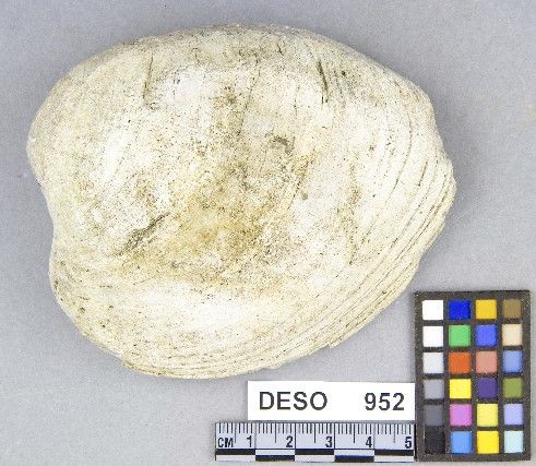 DESO     952 -- Chopper