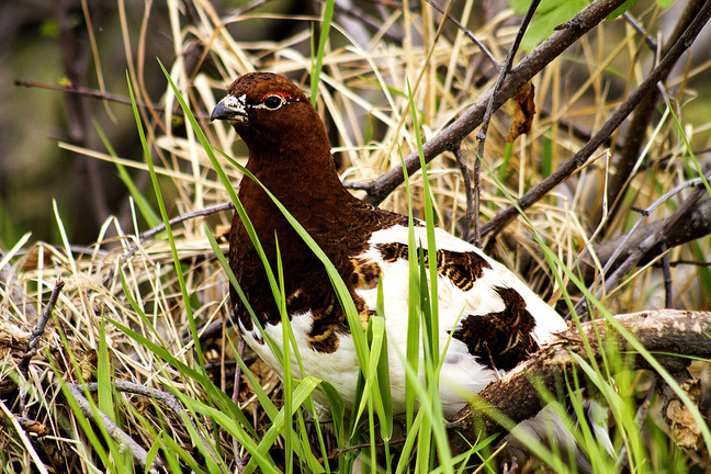a plump bird with brown feathers on its neck and head, and white feathers on most of its body