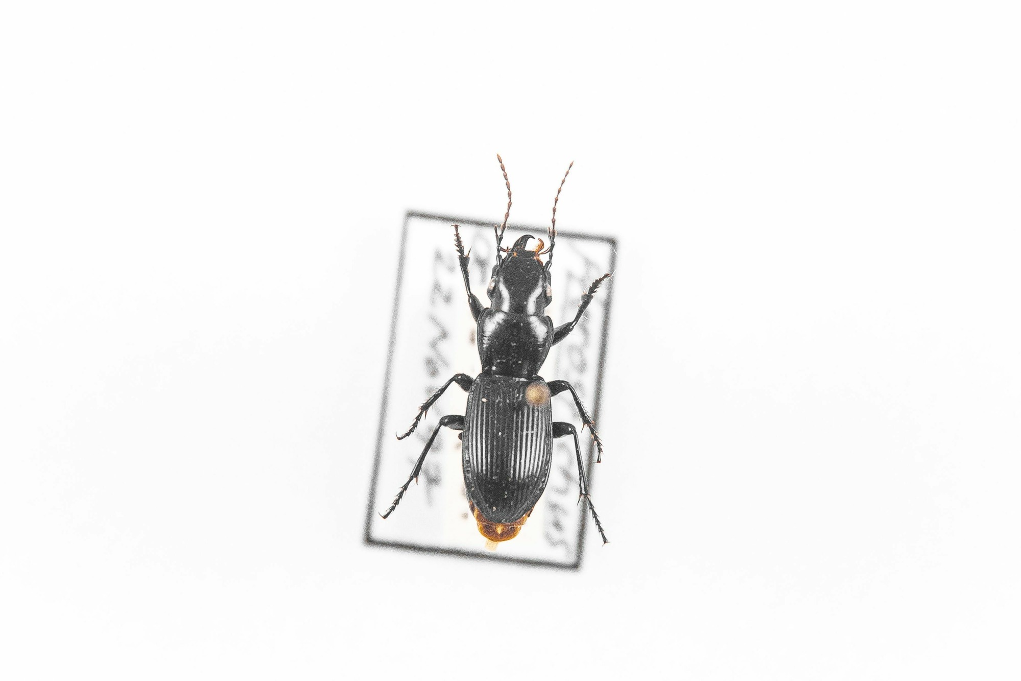 Image of Pterostichus rostratus, a species of Animalia