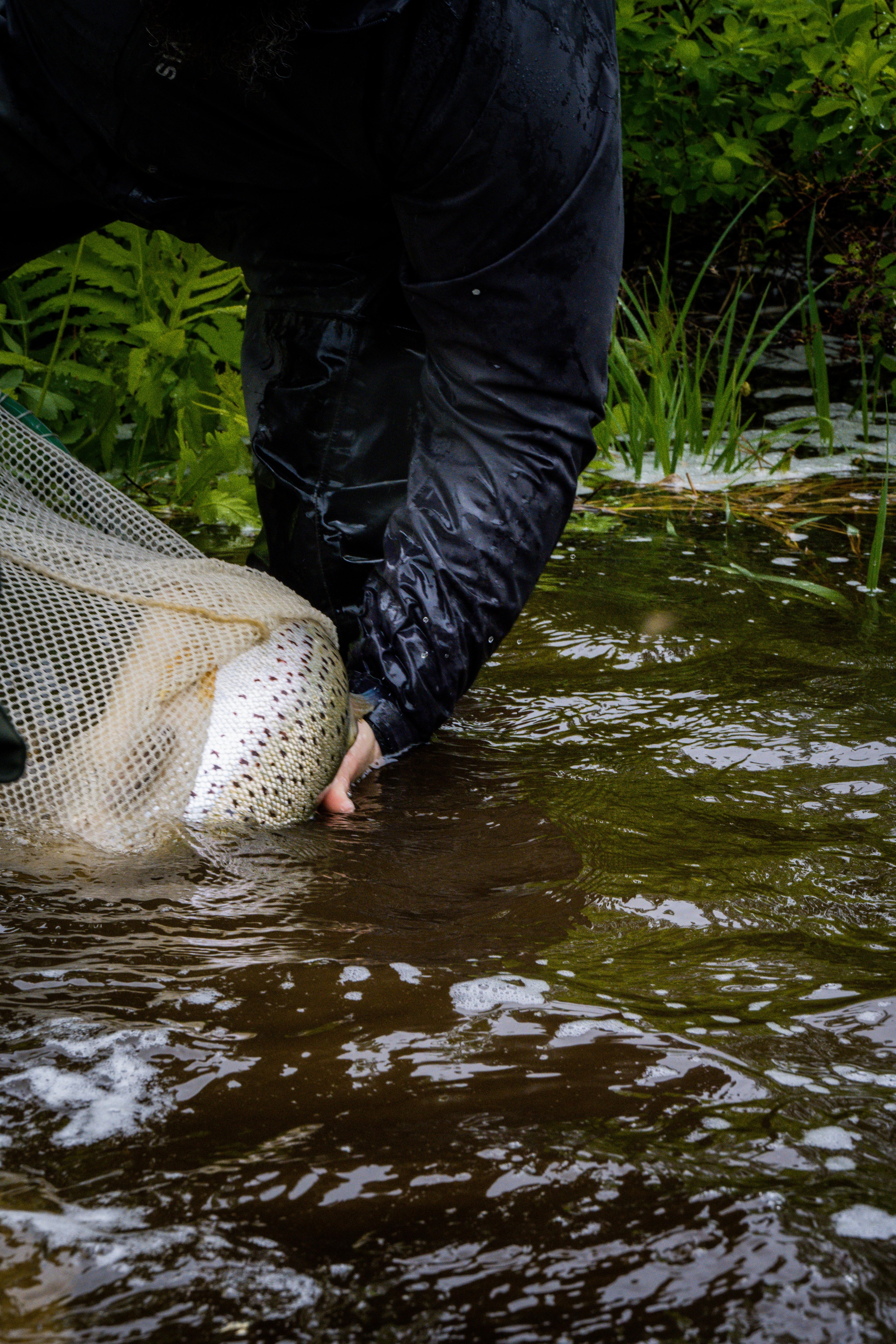 A salmon is released from its net into the river.