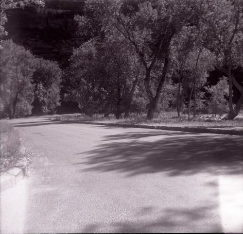 Road and trees along the scenic canyon drive near the Grotto.