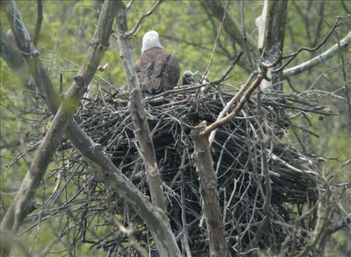 Bald eagles nesting at Pinery Narrows 1