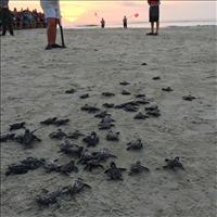 Kemp's Ridley sea turtle (Lepidochelys kempii), Padre Island National Seashore, 2015.. A Kemp's Ridley hatchling making its way home to the ocean.