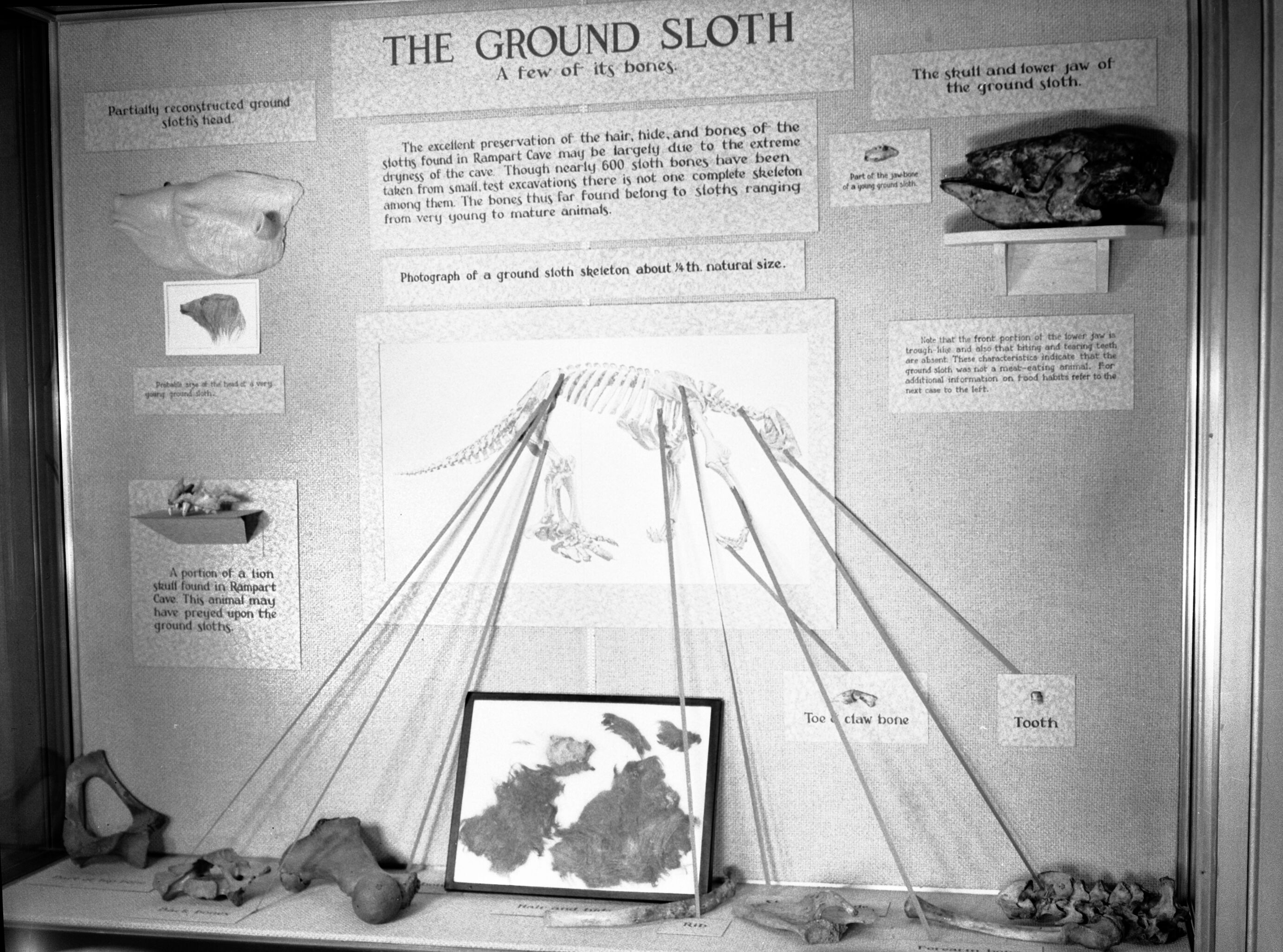 Museum exhibit "The Ground Sloth"