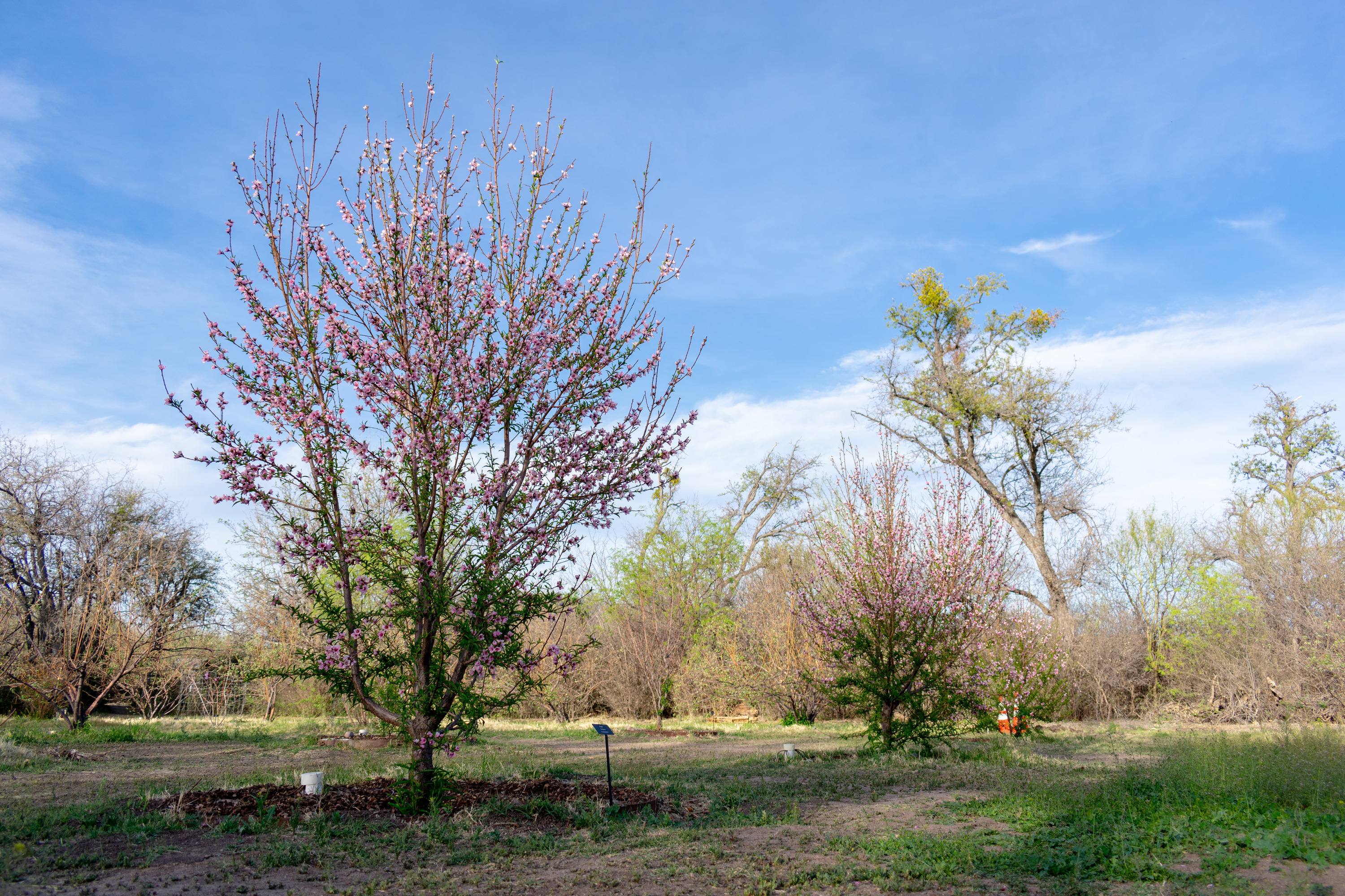 pink blossoms on orchard trees