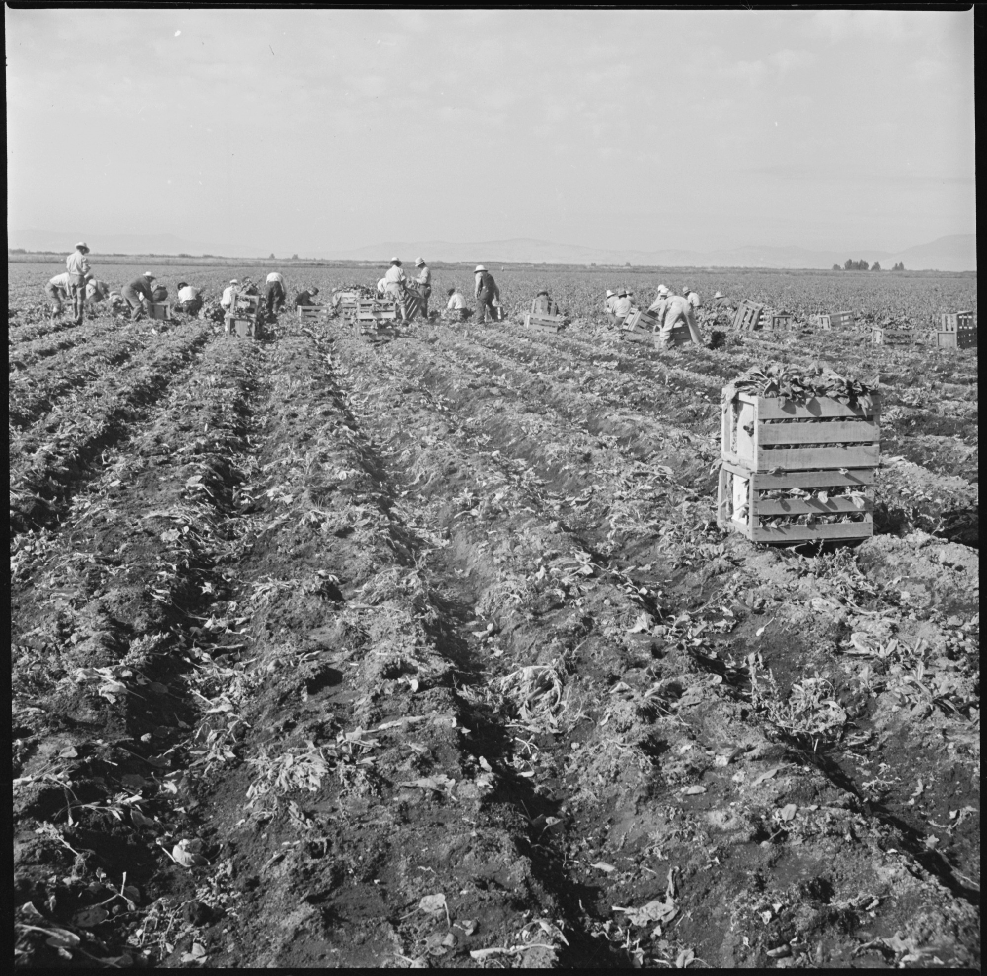 Harvesting spinach