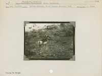 hfca_1607_iva_013_10_002_1751_a. Antelope [American Pronghorn]: Male, listening.. Locality: Indian Gardens, Grand Canyon National Park. Negative #: 1751