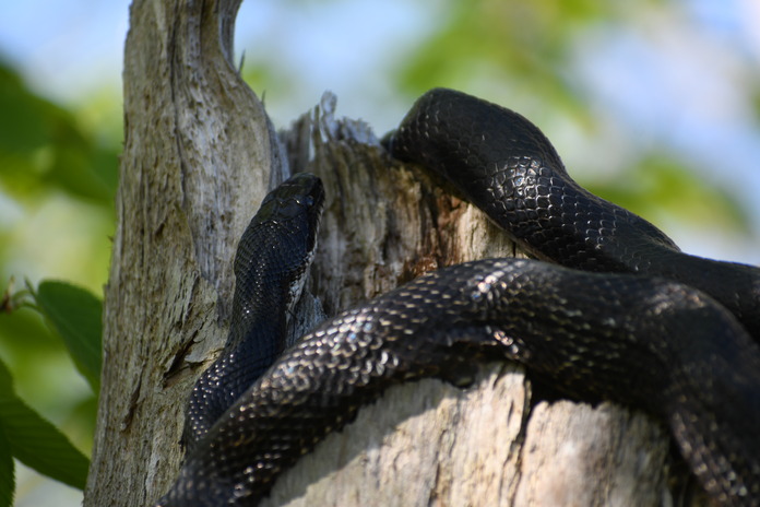 A black snake curled up on a dead upright log.
