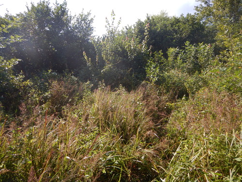 GRSM Accuracy Assessment. Plot Code: GRSM_AA_0463_4