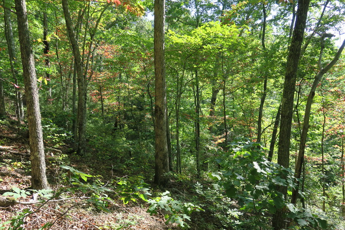 GRSM Accuracy Assessment. Plot Code: GRSM_AA_0968_3