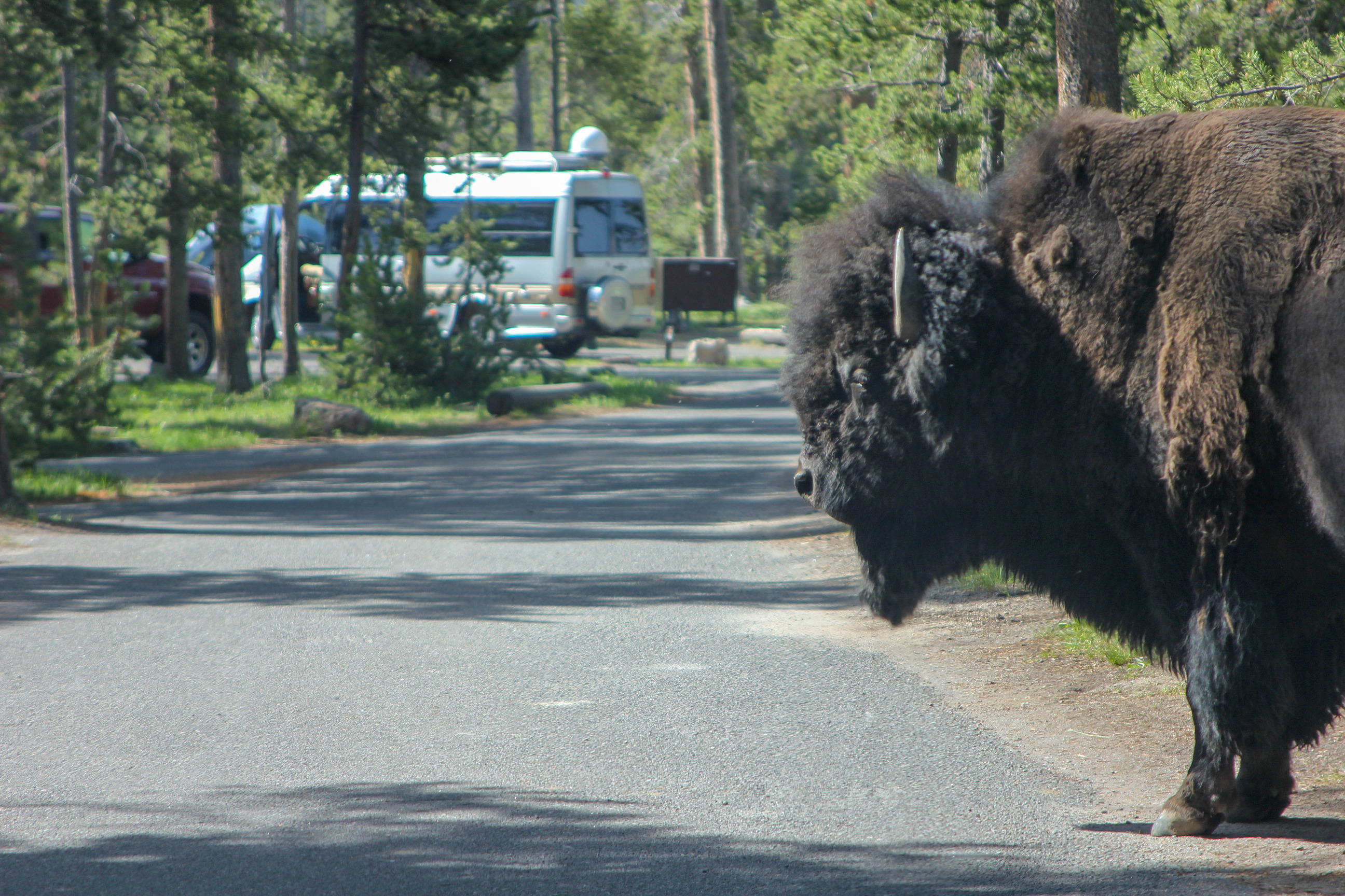 A large bull bison stands at the edge of the road near an rv.