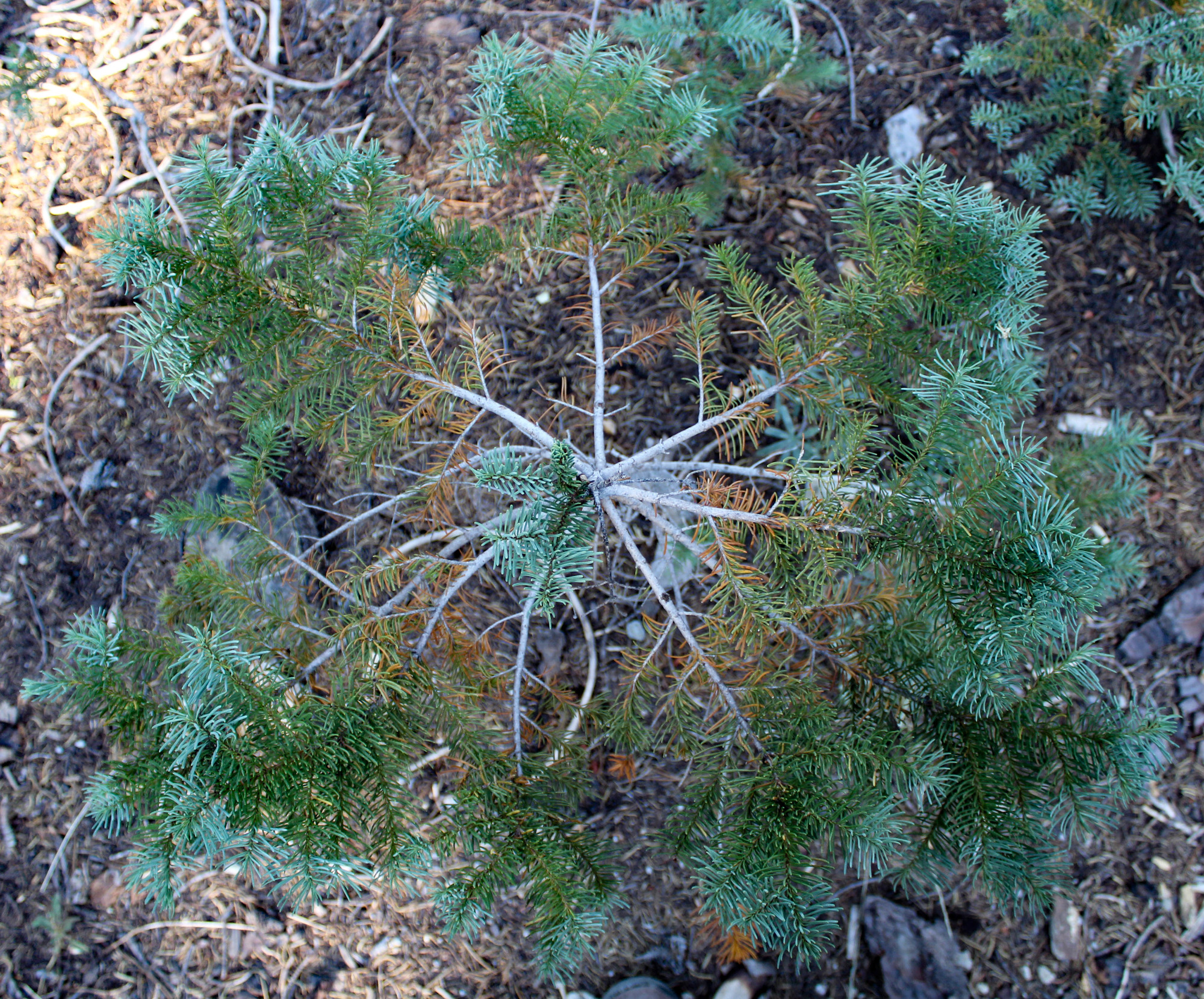 Looking down on a pine shrub