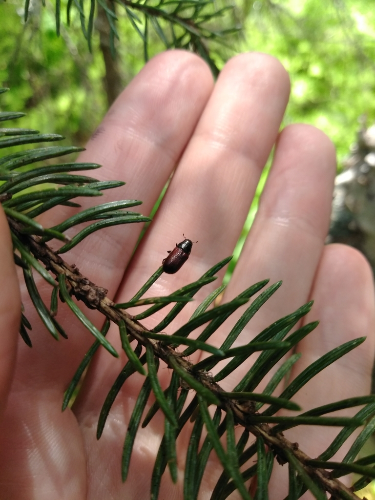 a tiny brown beetle on a spruce needle