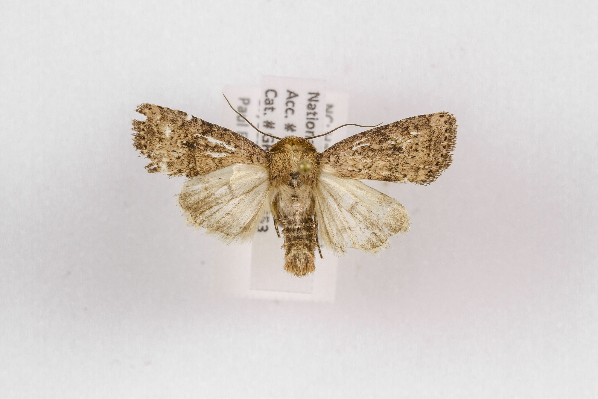 Image of Homorthodes furfurata, a species of Animalia