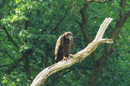 Young bald eagle has just fledged near Pinery Narrows