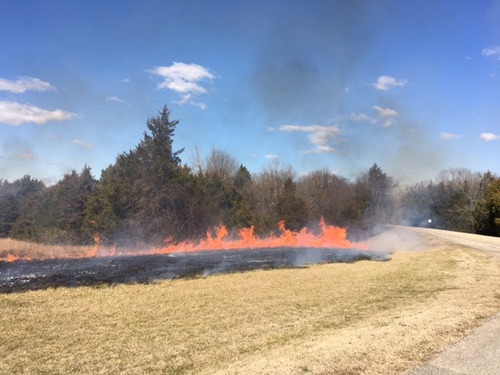 Grass burning along a roadside in front of pin trees. 