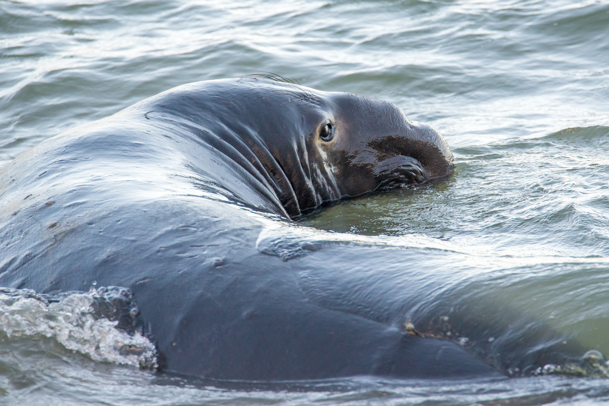 Male elephant seal entering the water.