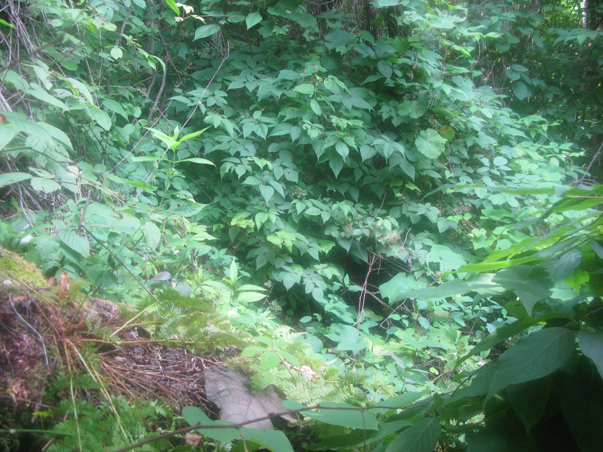 GRSM Accuracy Assessment. Plot Code: GRSM_AA_0829_2