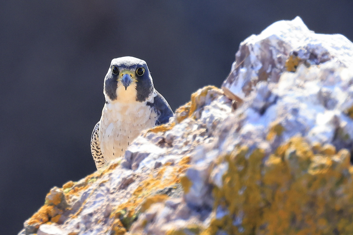 Peregrine falcon peers straight at the camera from behind a rock outcrop.