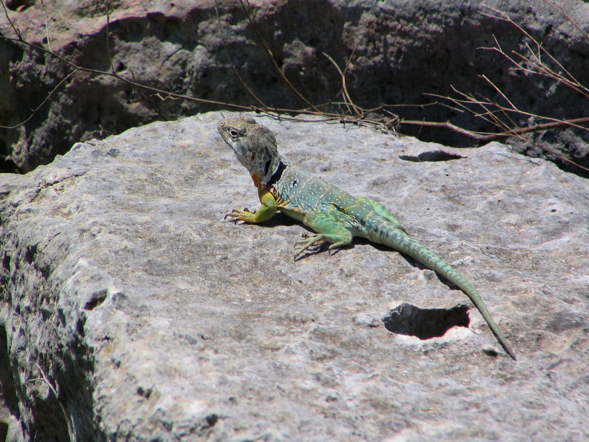 A gray lizard with distinct black collar sets with head raised. Yellow forelimbs and emerald green hindlimbs stand out against the gray stone.