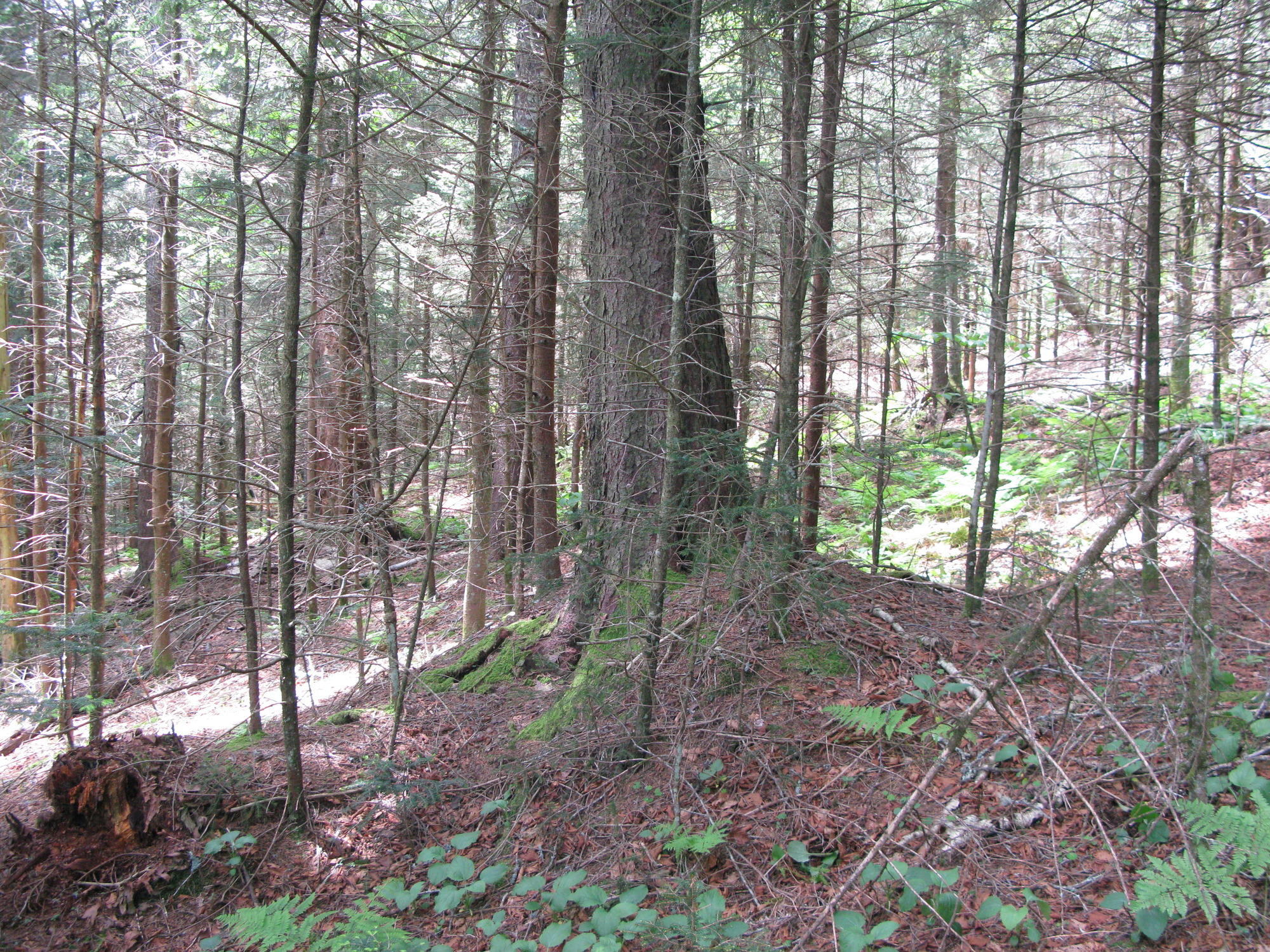 GRSM Accuracy Assessment. Plot Code: GRSM_AA_0113_5