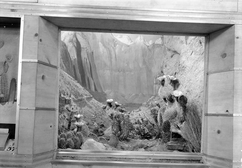 Completed Zion Museum cactus diorama exhibit. Photograph probably taken at the Western Museum Laboratory (WML).