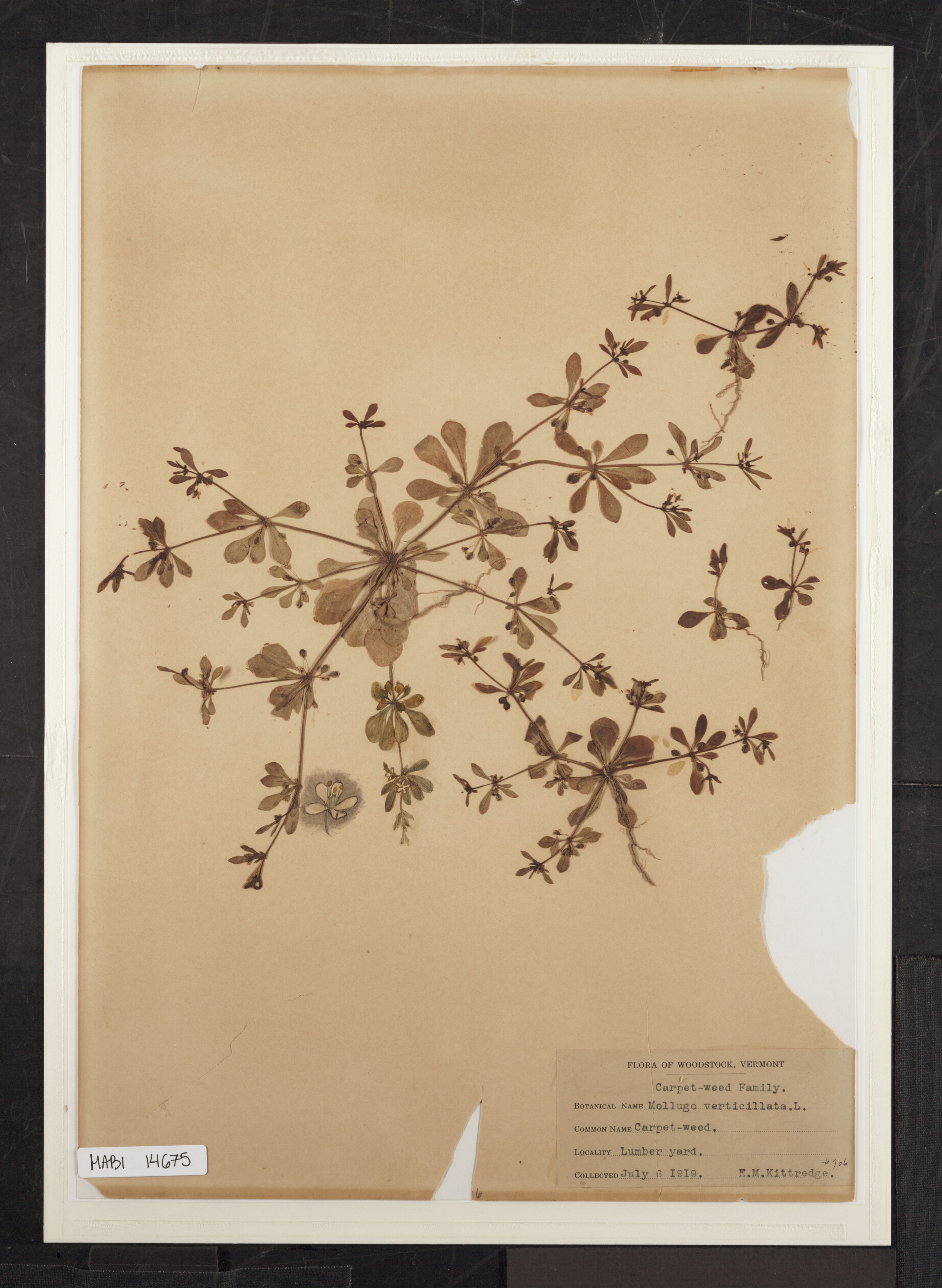 Preserved biological specimen on paper.