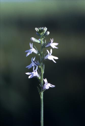 Badlands Flowers: Red, Pink, Blue