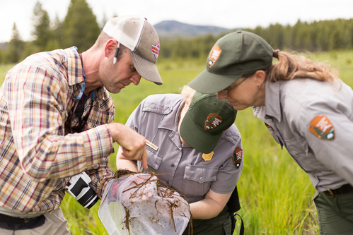 Two people in NPS uniform peer at the contents of a dipnet held by a man in ball cap