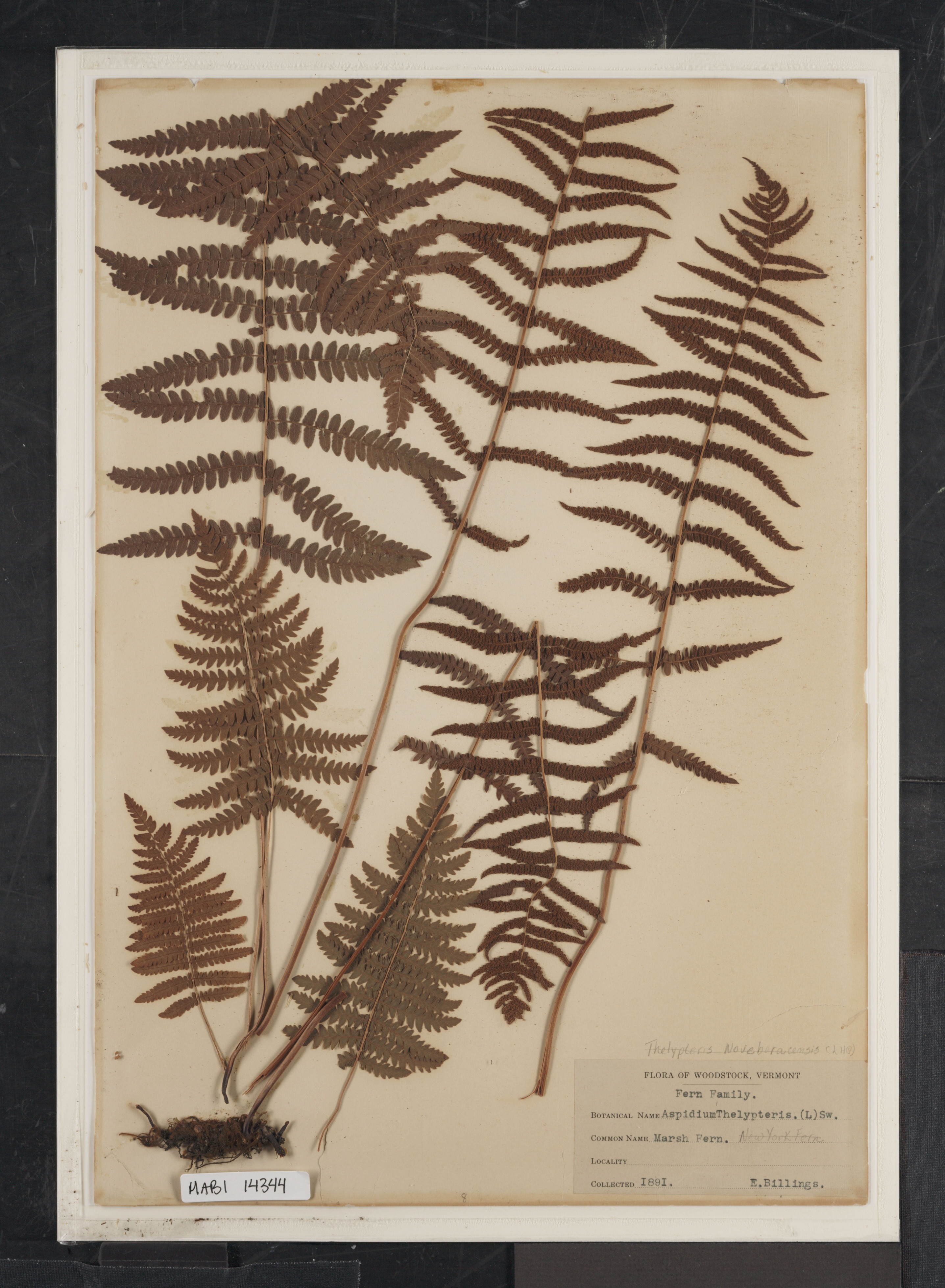 Preserved biological specimen on paper.