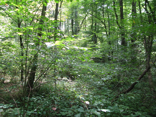 GRSM Accuracy Assessment. Plot Code: GRSM_AA_0849_4