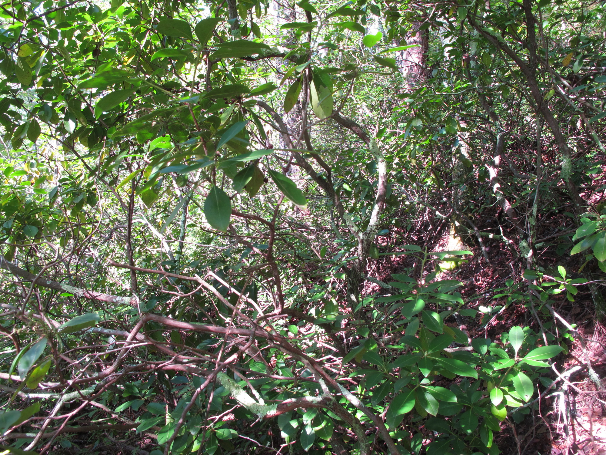 GRSM Accuracy Assessment. Plot Code: GRSM_AA_0430_5