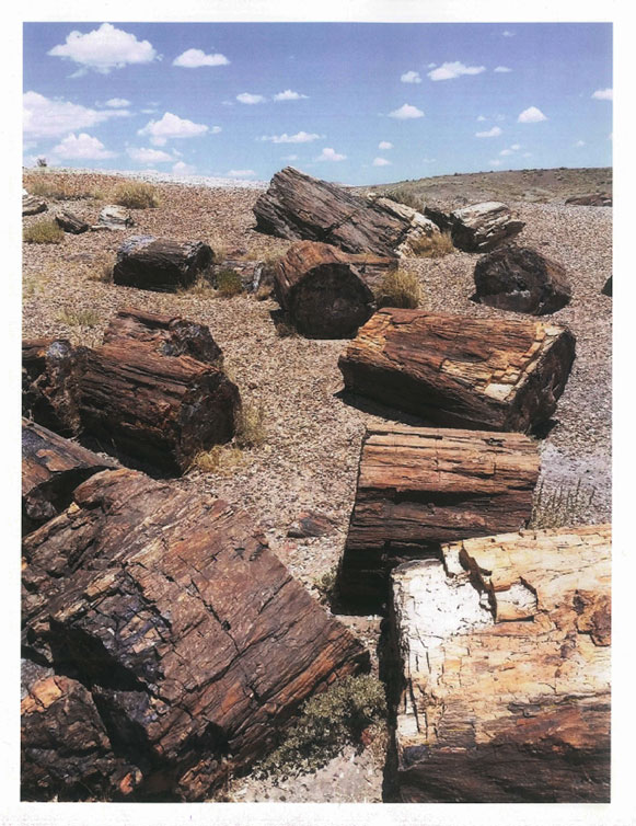 a photo of several pieces of petrified wood logs laying in a pile on the ground.