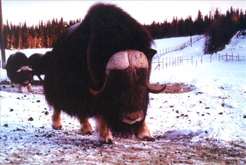1 Muskoxen in Alaska