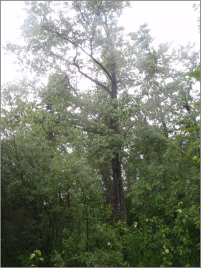 Representative photo of landcover class 