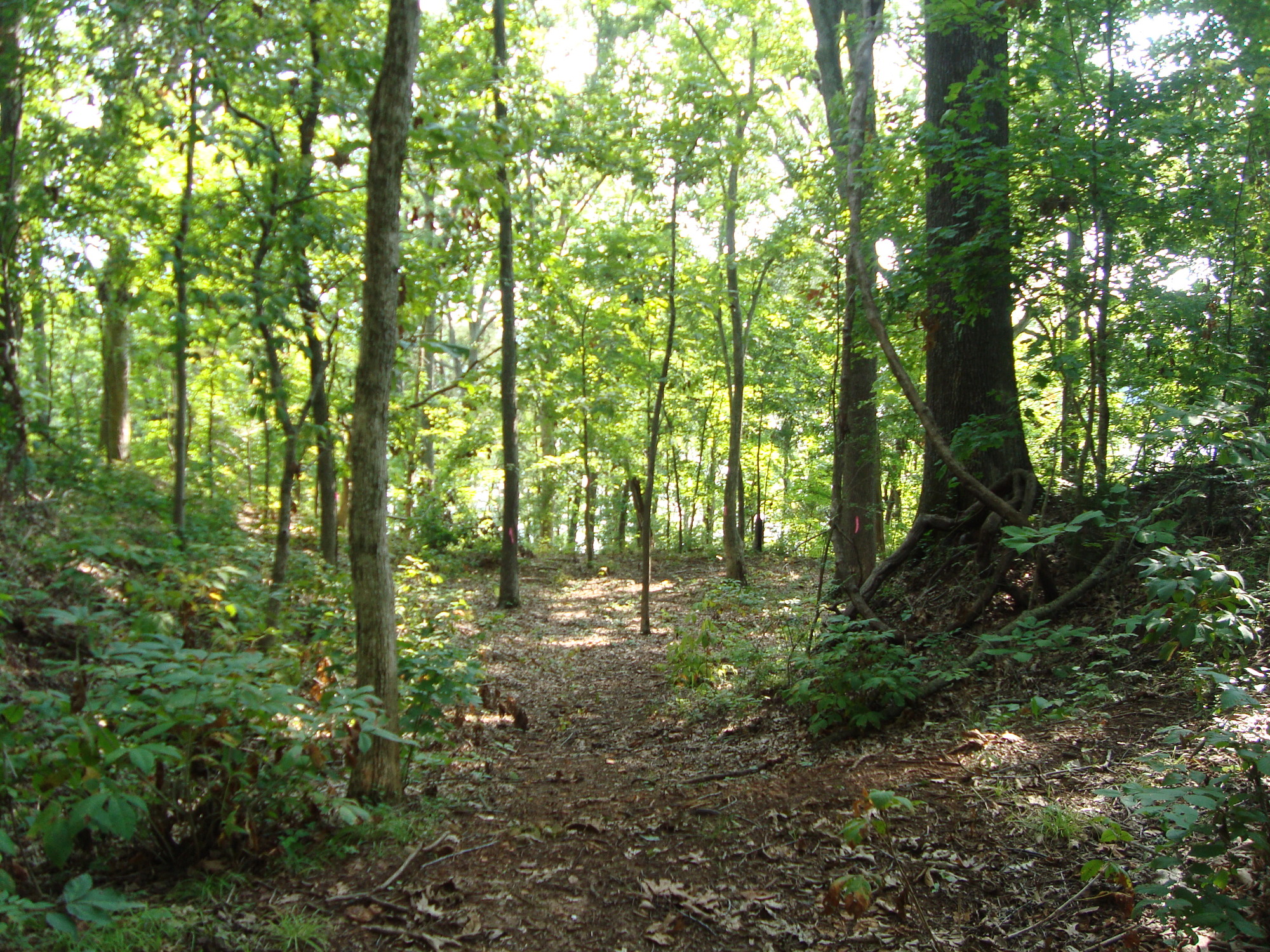 A trail in a wooded area.