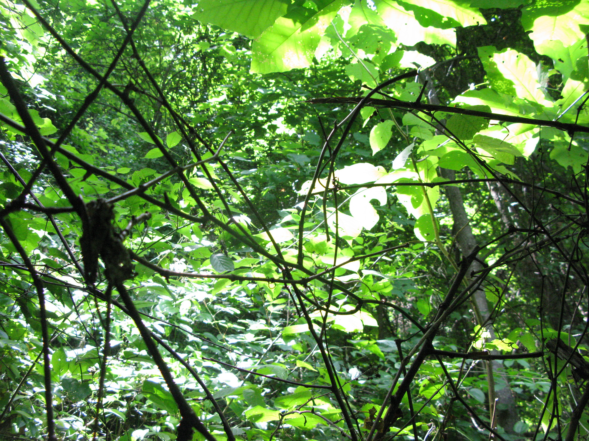 GRSM Accuracy Assessment. Plot Code: GRSM_AA_0972_6