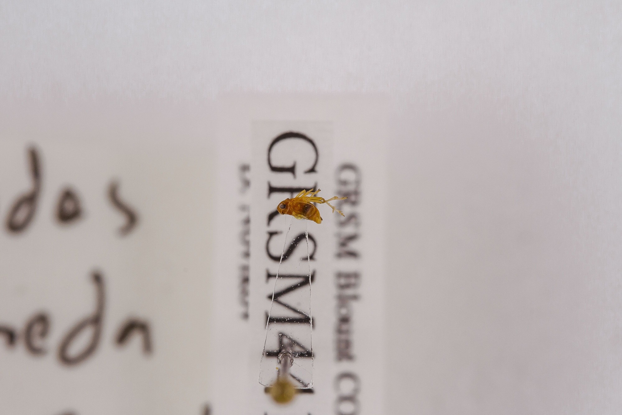 Image of Delphacodes andromeda, a species of Animalia