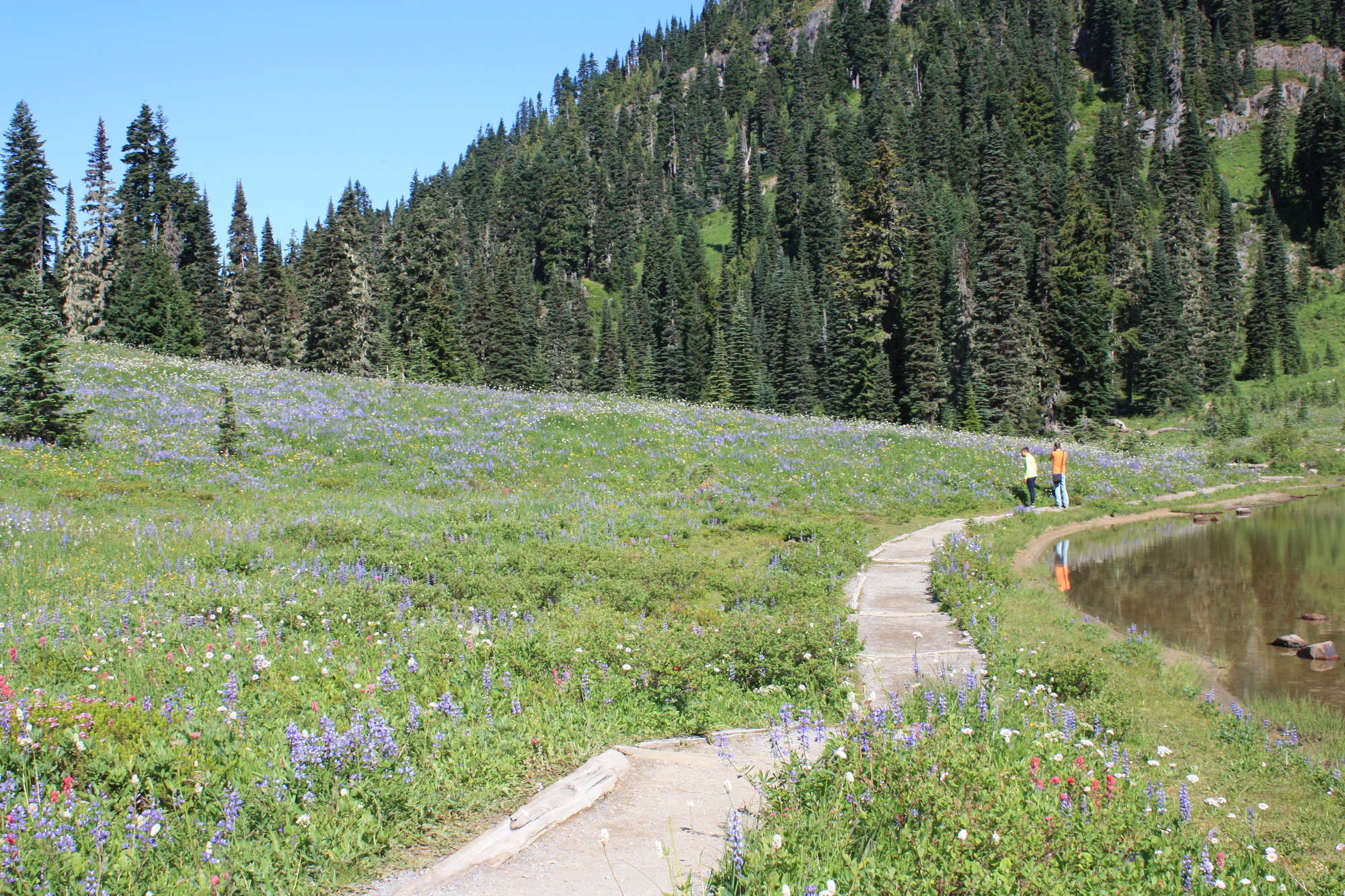 Two people pause along a trail to view a meadow filled with numerous colorful wildflowers. 