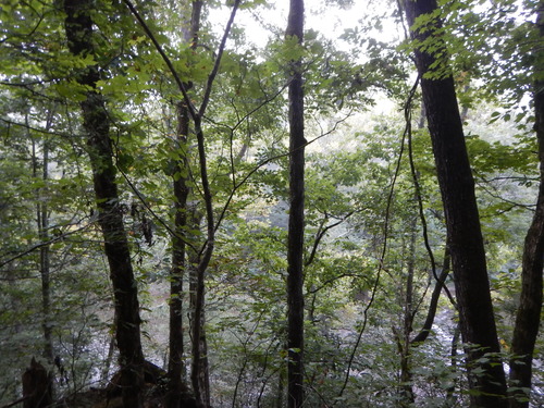 GRSM Accuracy Assessment. Plot Code: GRSM_AA_0579_3