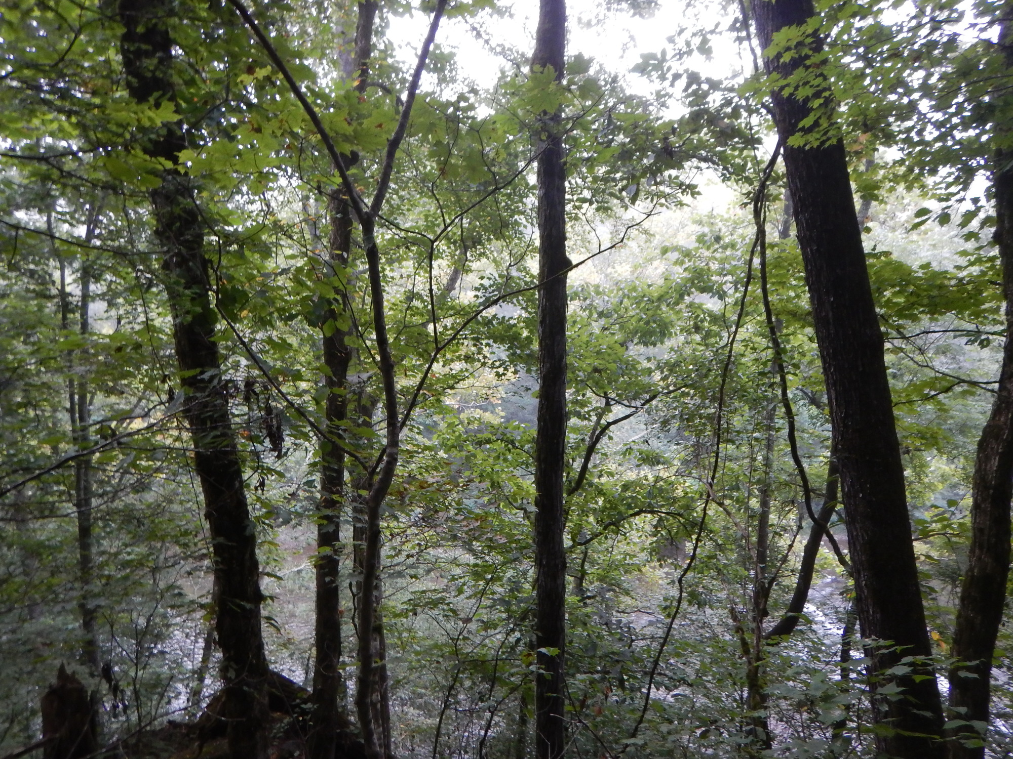 GRSM Accuracy Assessment. Plot Code: GRSM_AA_0579_3