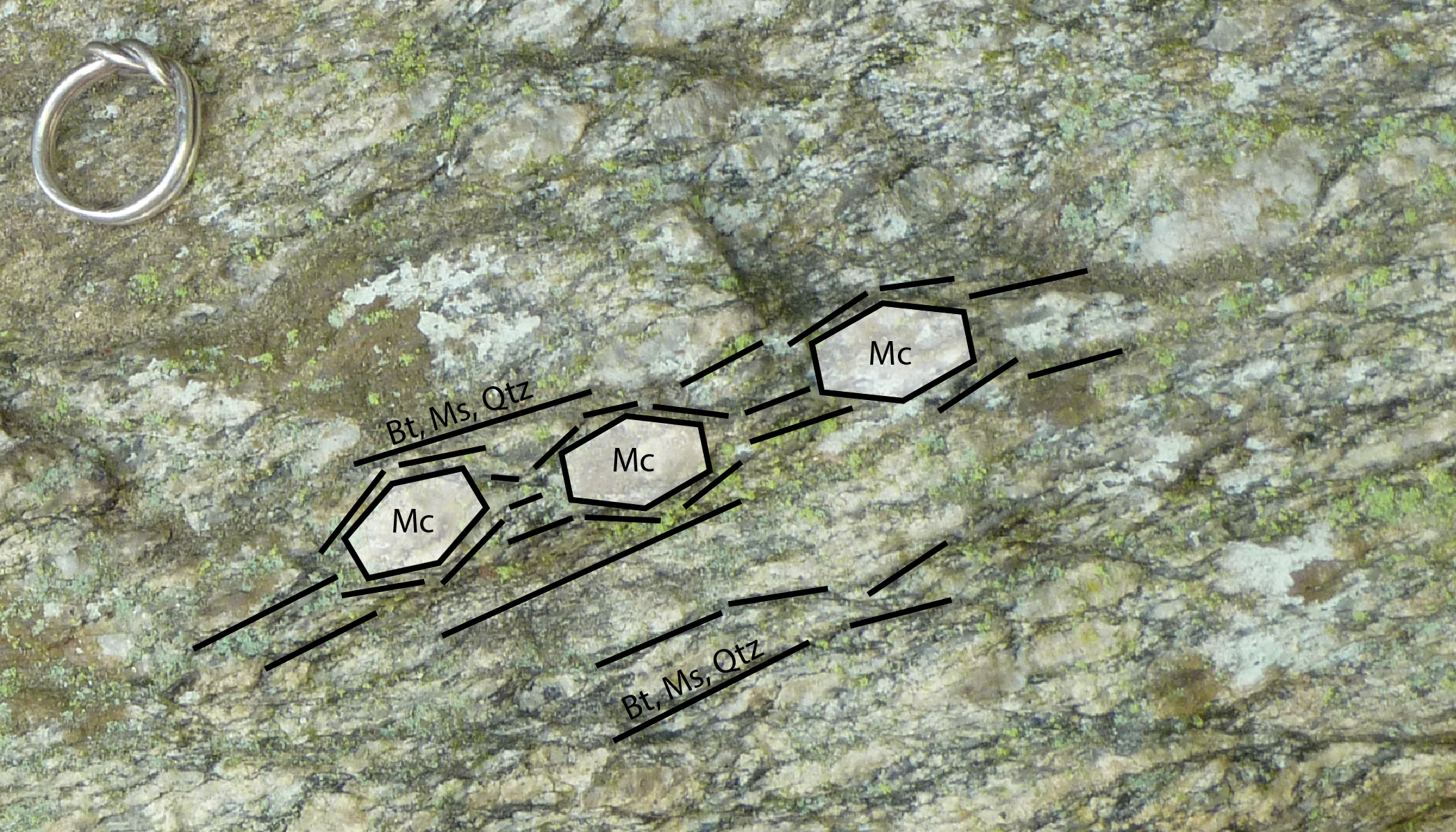Close photograph of the Kowaliga Gneiss, with a finger ring for scale. Annotations show the foliated nature of the planar minerals biotite, muscovite, and quartz, draped around the polygonal crystals of microcline. The microcline crystals are elongate and slightly smaller than the finger ring. 
