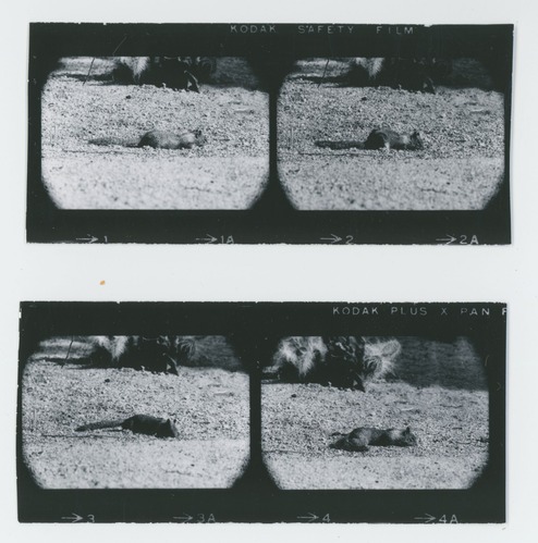 Black and white image of Gambel's Quail and Ground Squirrel