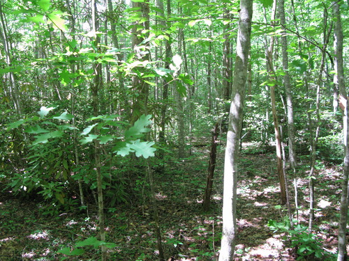 GRSM Accuracy Assessment. Plot Code: GRSM_AA_0949_2