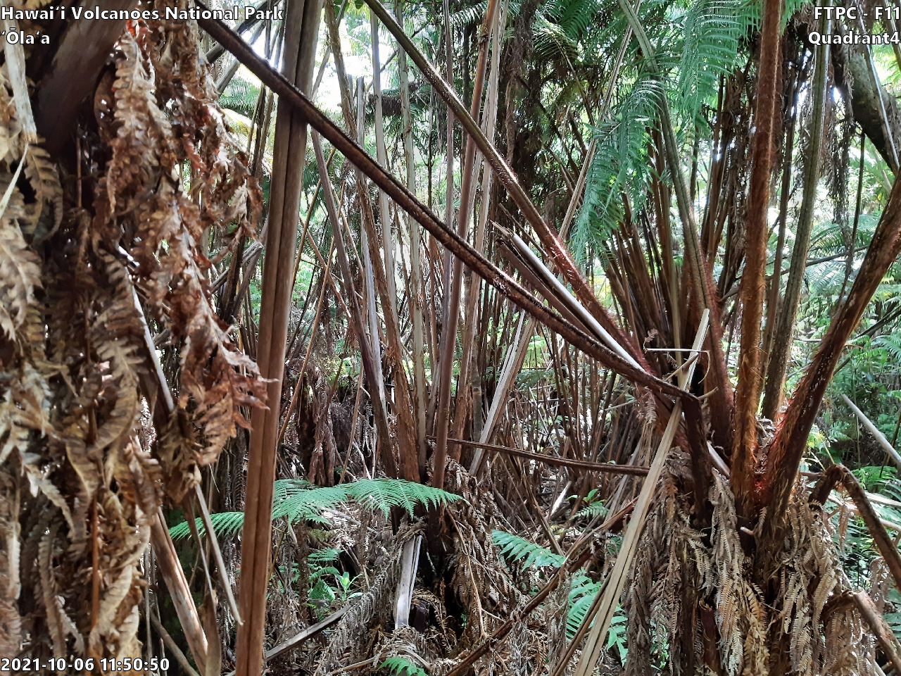 Eye-level view of plant community at monitoring site