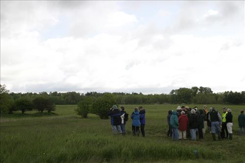 Bird watching at Coliseum site