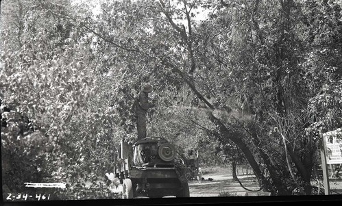 Workers spraying insecticide on cottonwoods from truck.