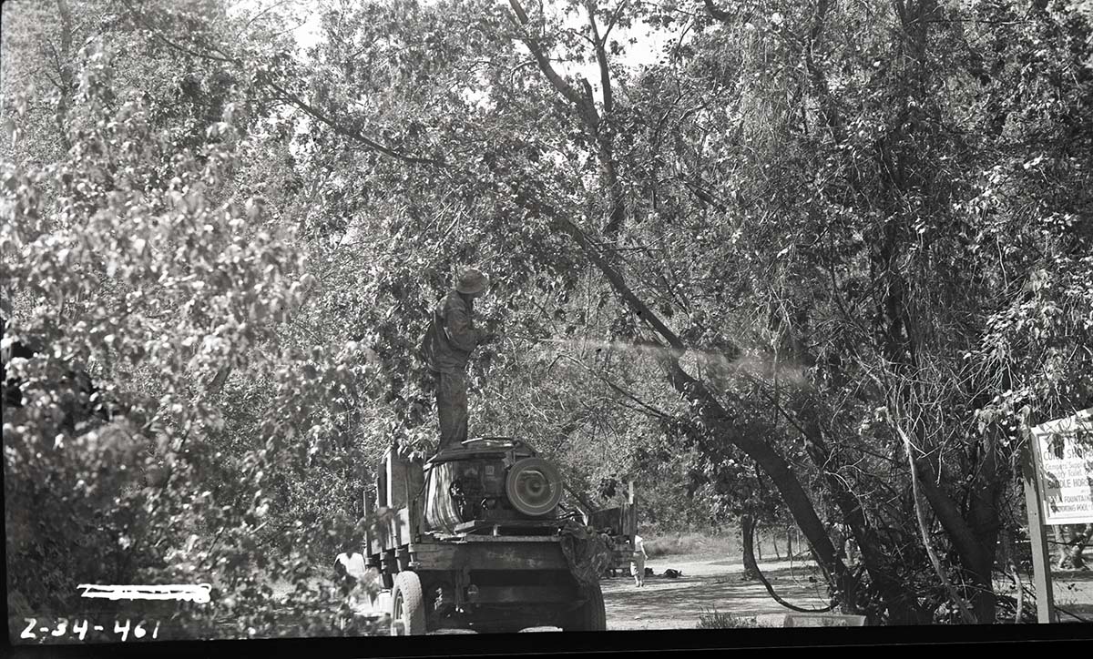 Workers spraying insecticide on cottonwoods from truck.