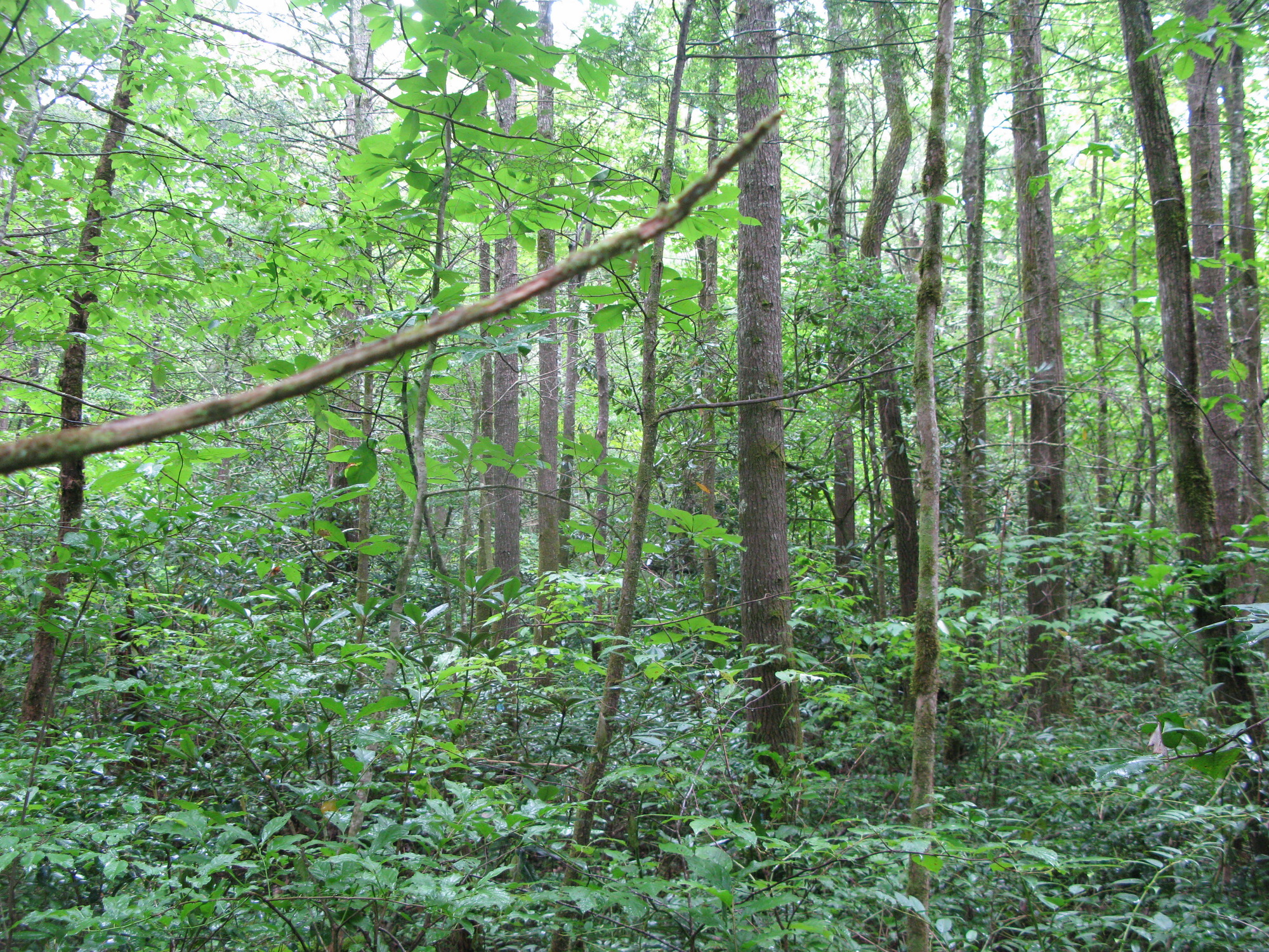 GRSM Accuracy Assessment. Plot Code: GRSM_AA_0961_4